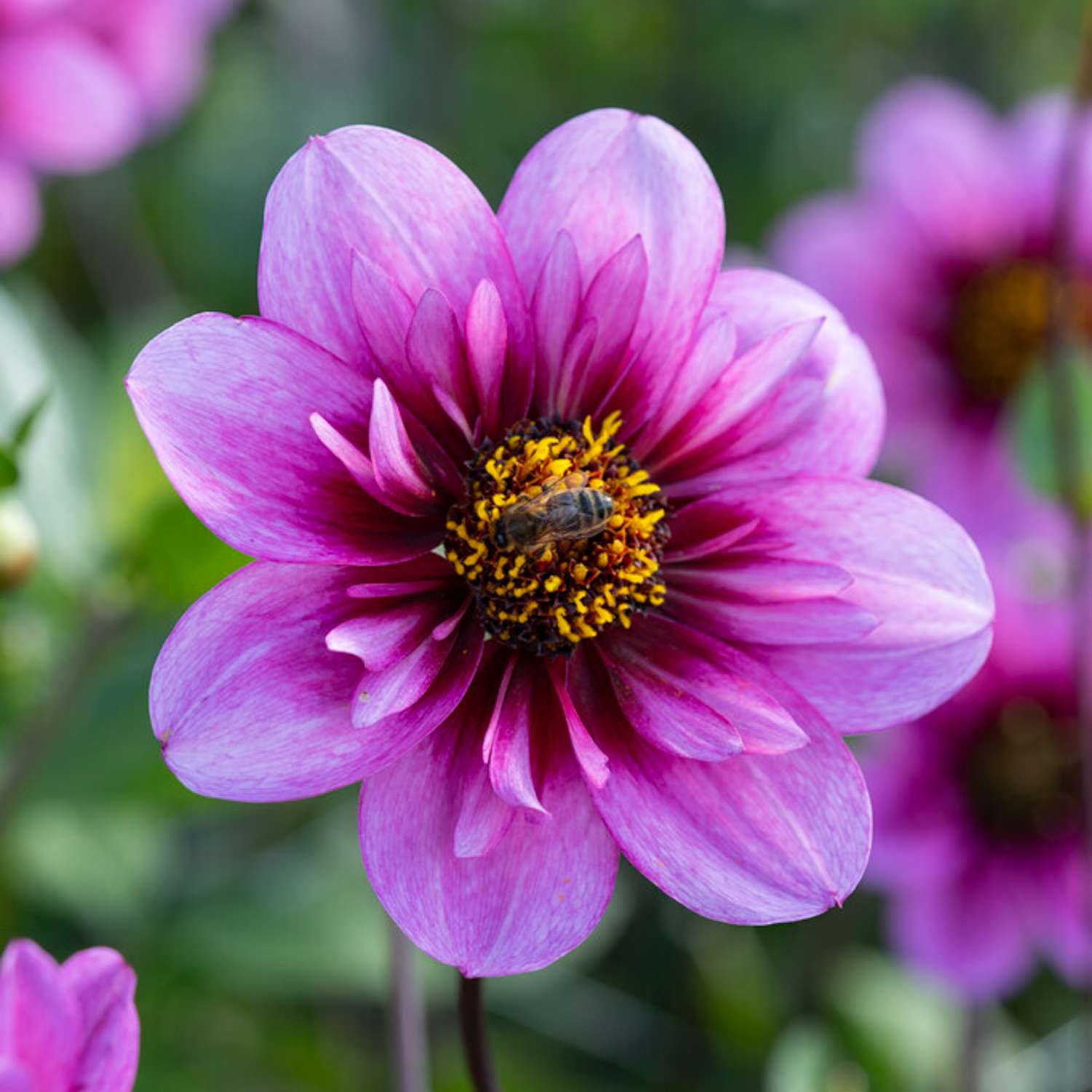 Daalia ‘Skyfall’